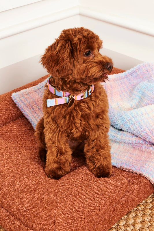 Fez Stripe Dog Collar