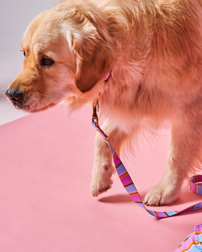 Fez Stripe Dog Lead