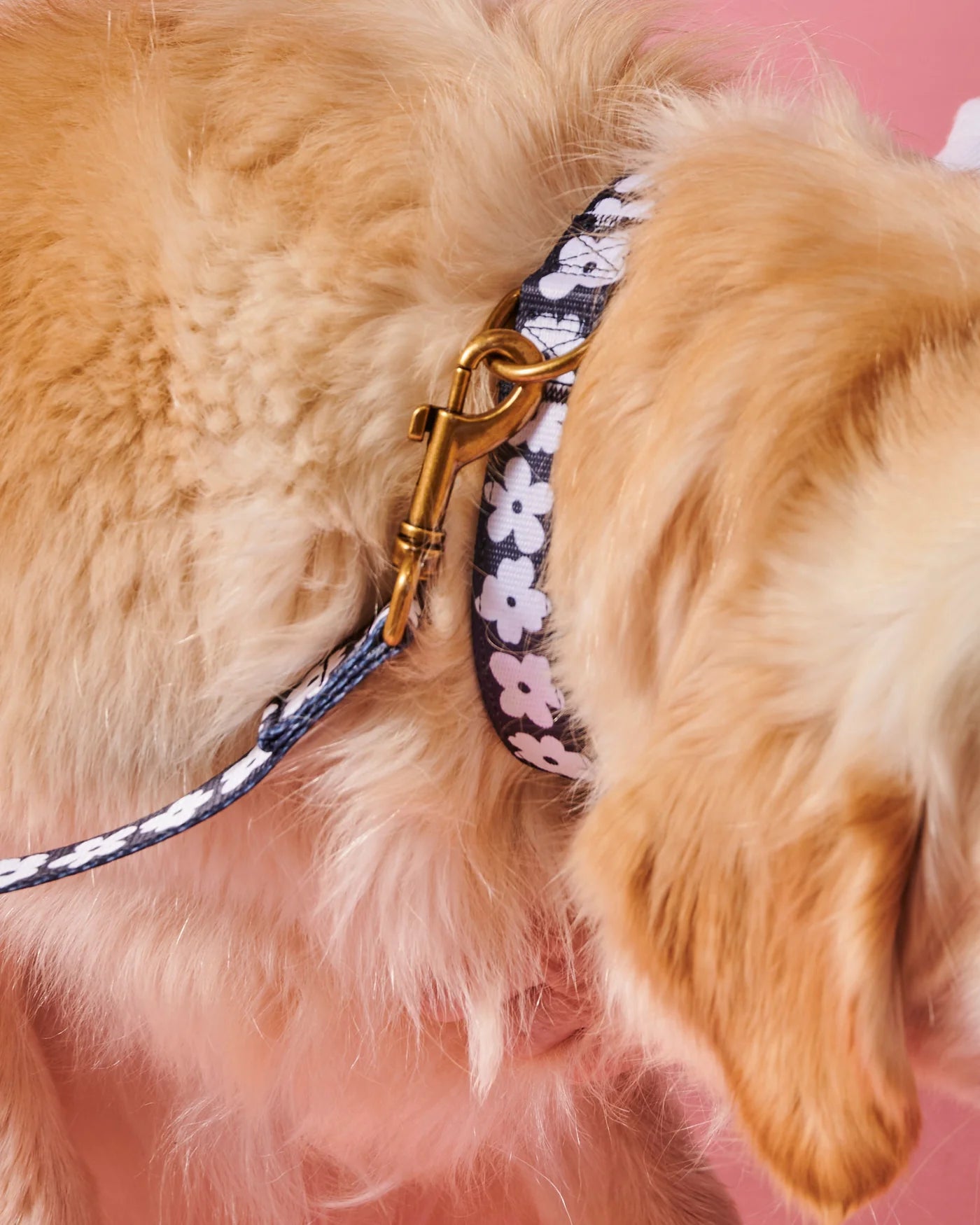 Flower Face Dog Collar