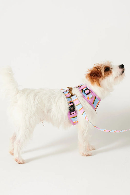 Fez Stripe Dog Lead